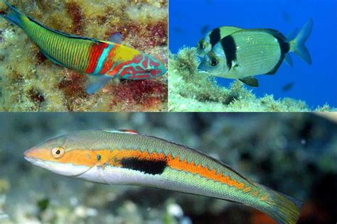 aquarium ibiza|Young Adult in Ibiza: Aquarium Cap Blanc .